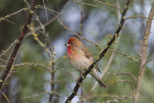 Common rosefinch