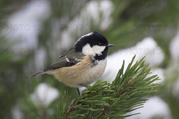 Coal tit