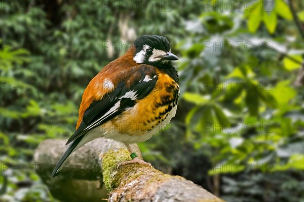 Chestnut-backed thrush