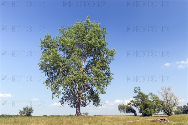 Black poplar