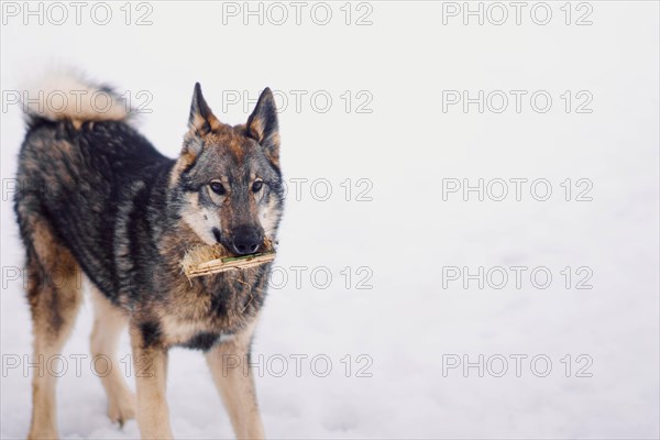 Lonely Siberian husky walks in snowy weather in a dog shelter