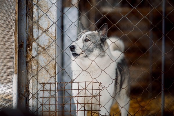 Cute two-color dog sitting alone behind a metal grate in a dog shelter