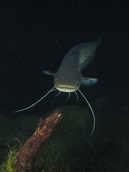 Portrait of catfish