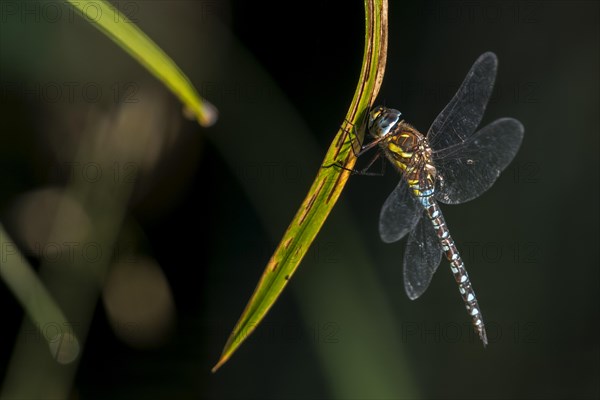 Migrant hawker