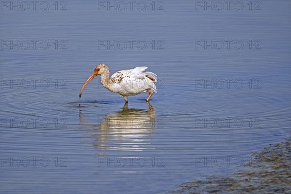 American white ibis