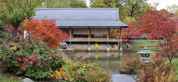 Traditional tea house along pond and Smooth Japanese maples