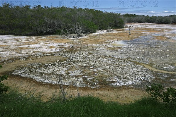 Shallow water of inland lake containing high concentration of bacteria on Isabela Island