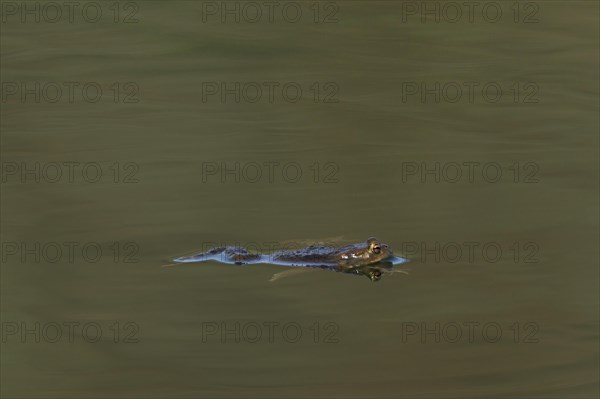 Common European toad