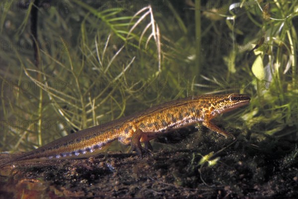 Palmate newt