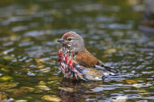 Common linnet