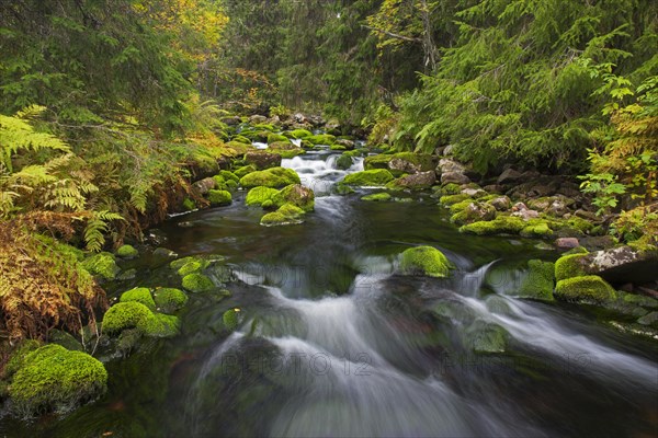 River Njupan in autumn forest in the Fulufjaellet National Park