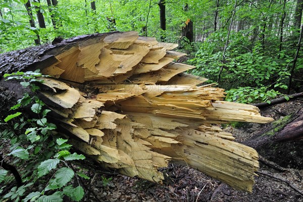 Broken tree trunk