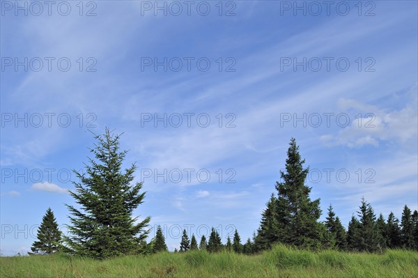 Spruce trees in the High Fens