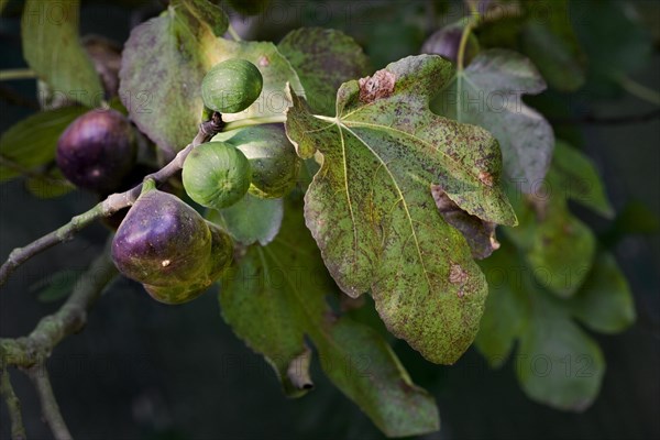 Branch with figs of Common fig