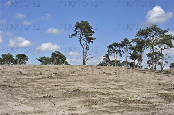 Deforestion of pine tree forest to restore heath landscape at the nature reserve Kalmthoutse Heide