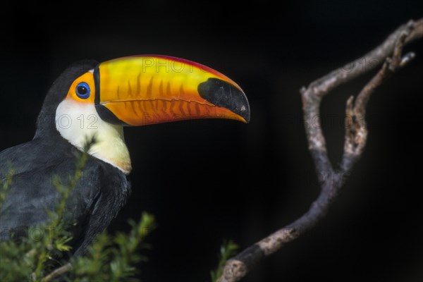 Toco toucan