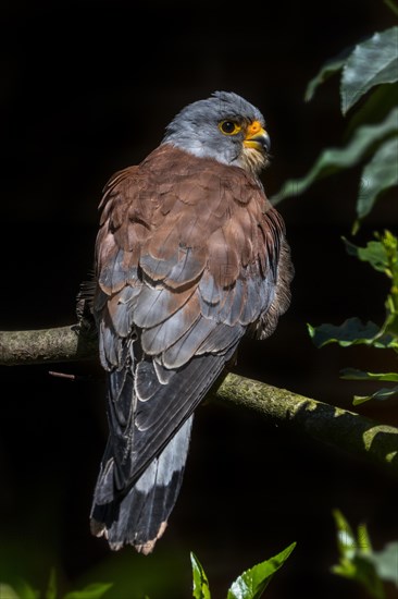 Lesser kestrel