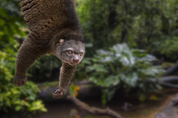 Sulawesi bear cuscus