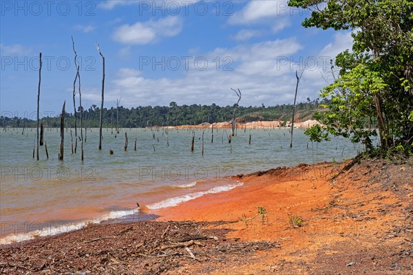 Dead trees in the Brokopondo reservoir