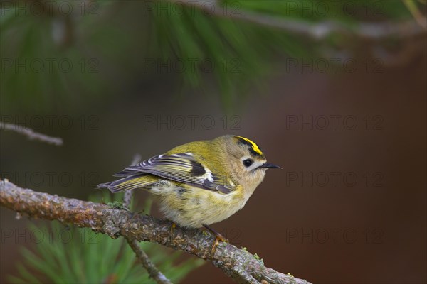 Goldcrest