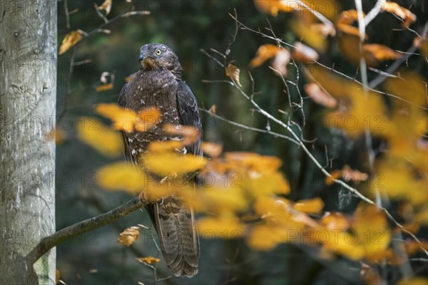 European honey buzzard