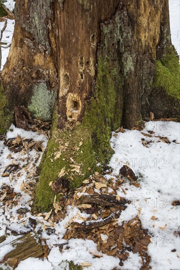 Several holes in tree trunk hammered by woodpecker looking for grubs in dead wood in forest