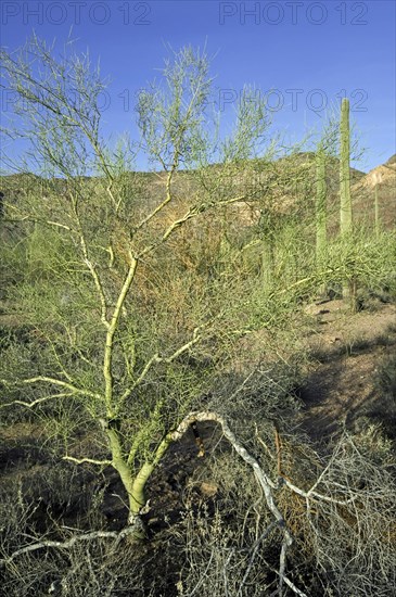 Foothill palo verde