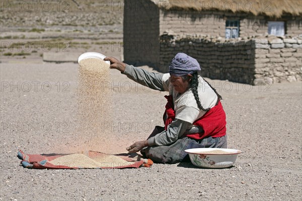 Traditionally dressed Bolivian woman separating wheat from the chaff in village