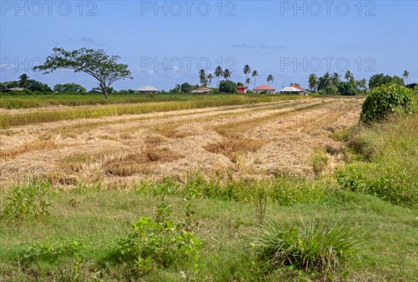 Mowed grass in meadow near Nieuw Nickerie