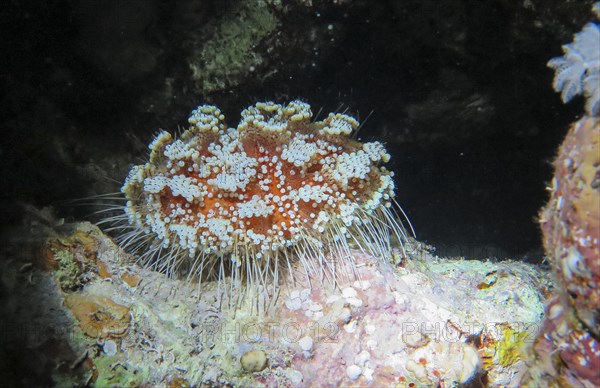 Red Sea fire urchin