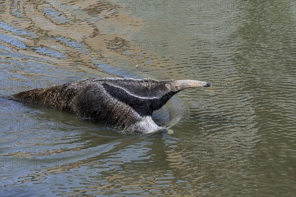 Giant anteater