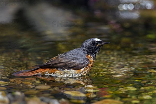 Common redstart