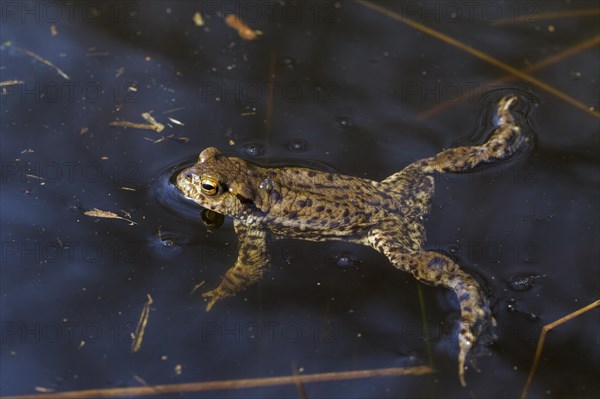 Common toad