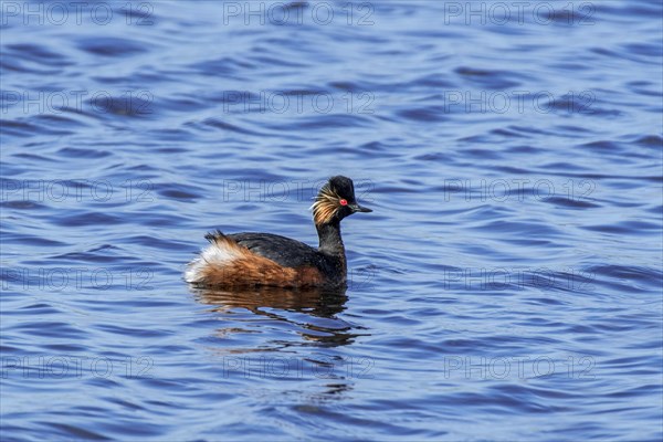 Black-necked grebe