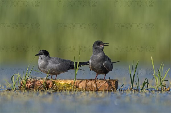 Black tern