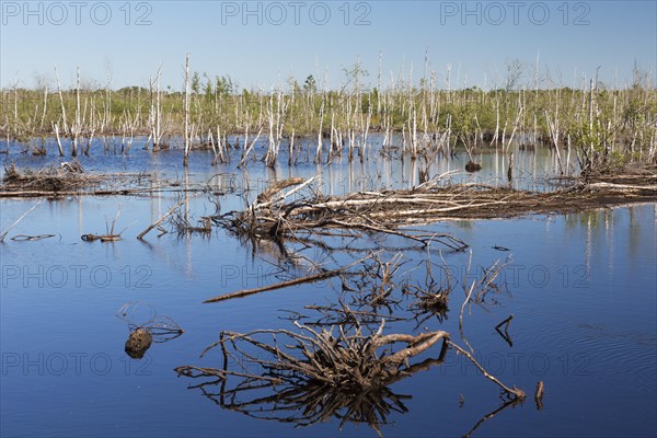 Dead birch trees in lake in nature reserve Totes Moor