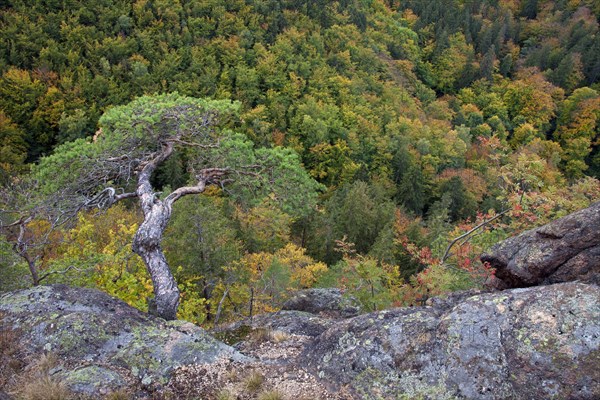 Scots pine