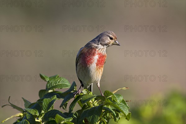 Linnet