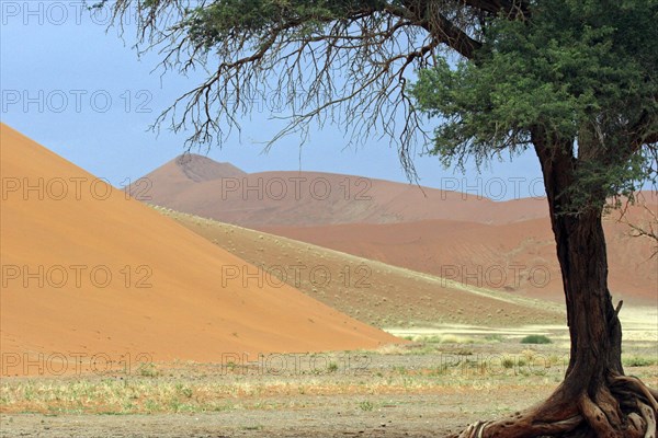 Red sand dune dunes camelthorn tree