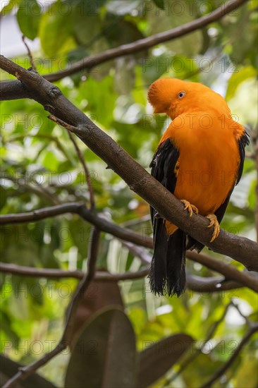 Andean cock-of-the-rock