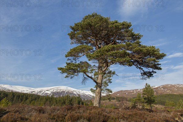 Solitary native Scots pine