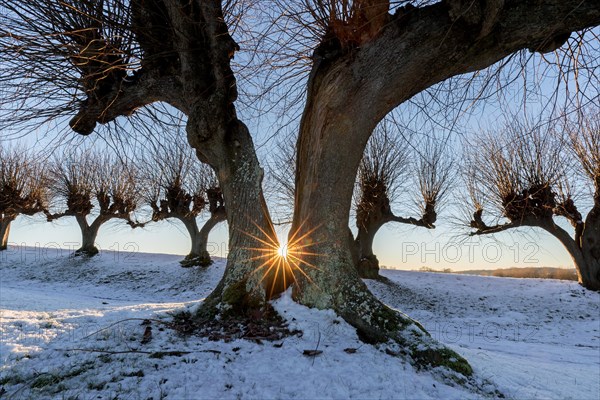 Sun shining through split European lime tree