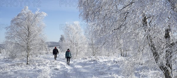 Two walkers walking among birch trees covered in white frost in winter at the Hoge Venen