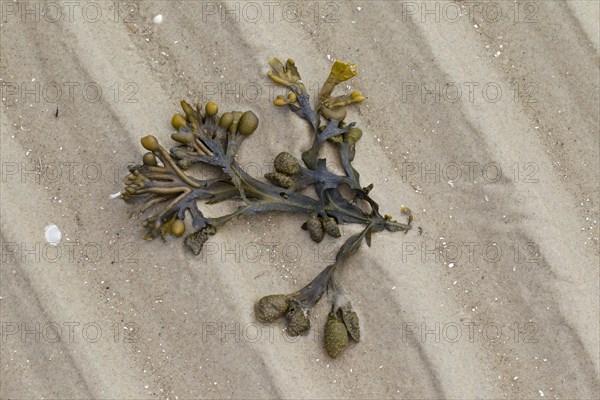 Bladder wrack