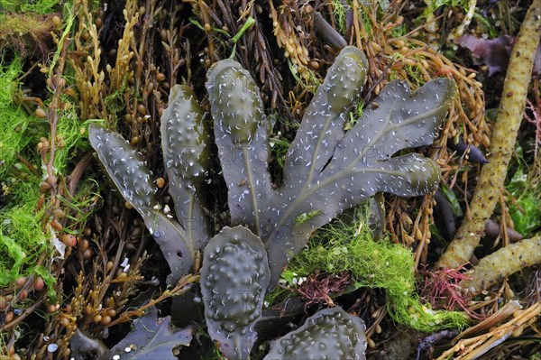 Spiral wrack