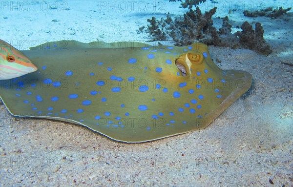 Bluespotted ribbontail ray