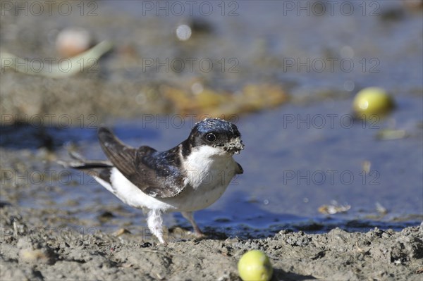 Common house martin