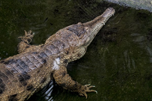 West African slender-snouted crocodile