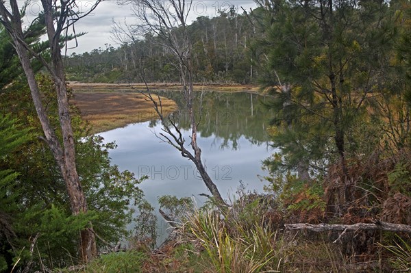 Pond in swamp in winter near Launceston