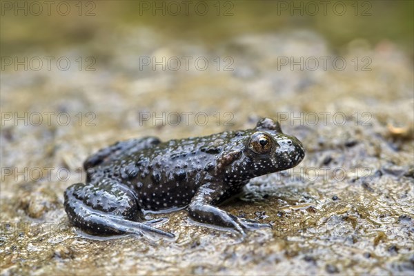 European fire-bellied toad